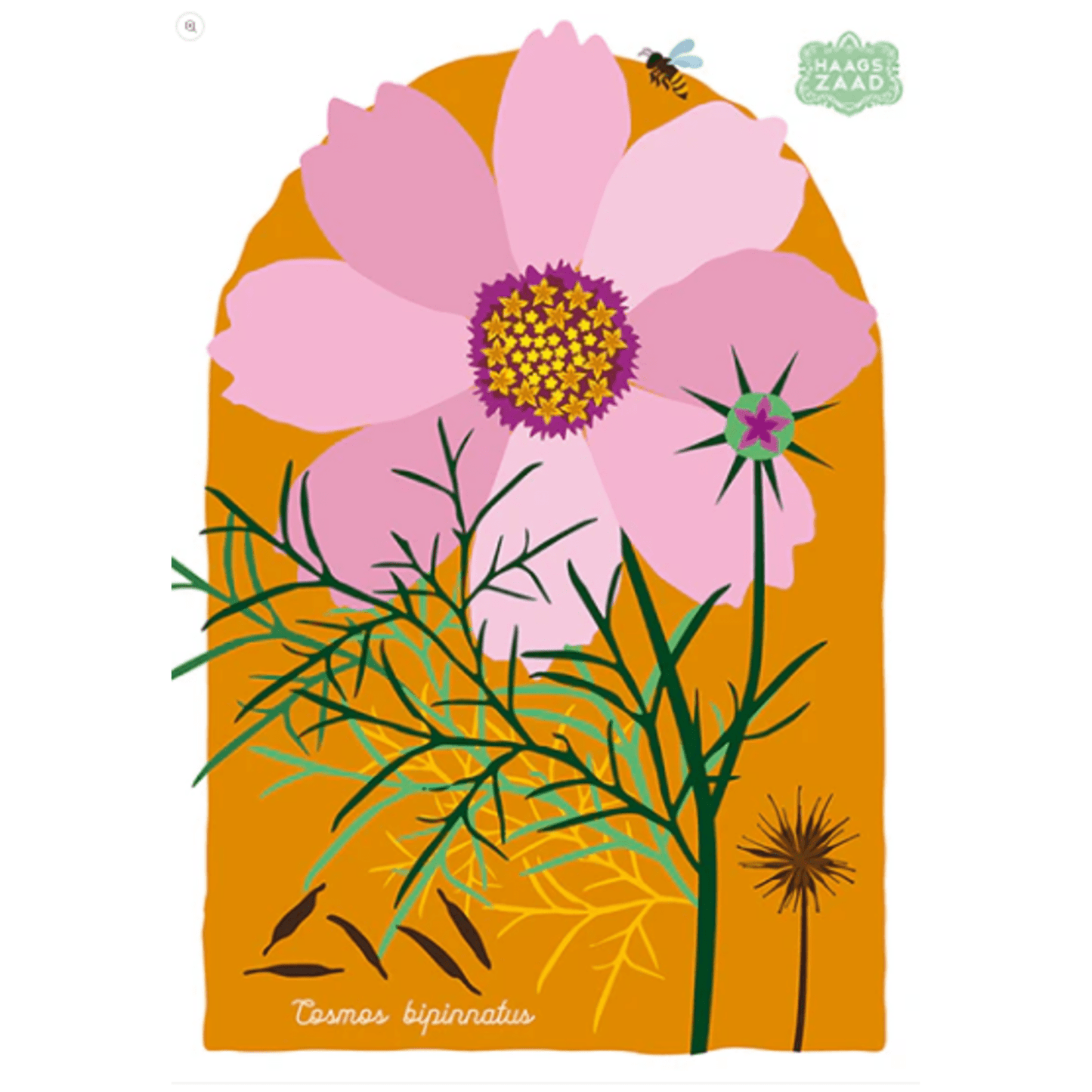 Haags Zaad - Cosmea